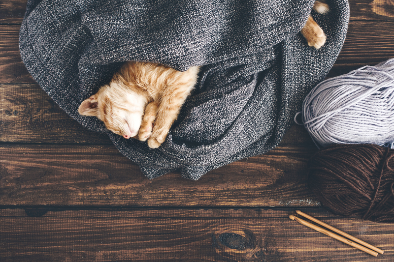 carpet cleaning carpet cleaners